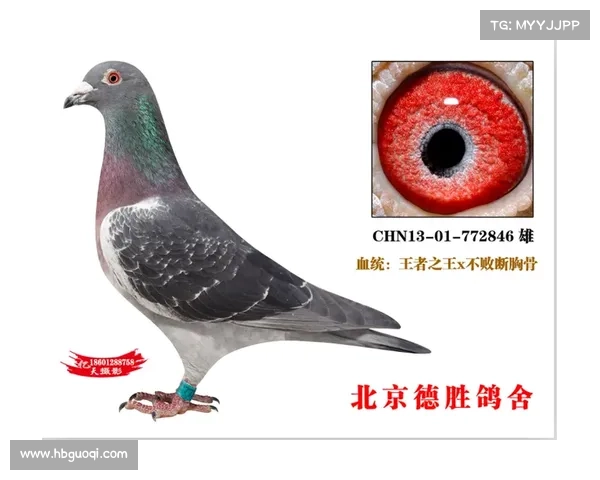 成都爱羽赛事直播—成都爱羽赛事直播中鸽网 成都爱羽赛事直播—成都爱羽赛事直播中鸽网